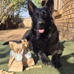 black-german-shepherd-dog-with-cyrus-farm-goodies-henley-on-klip-gauteng