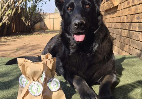 black-german-shepherd-dog-with-cyrus-farm-goodies-henley-on-klip-gauteng