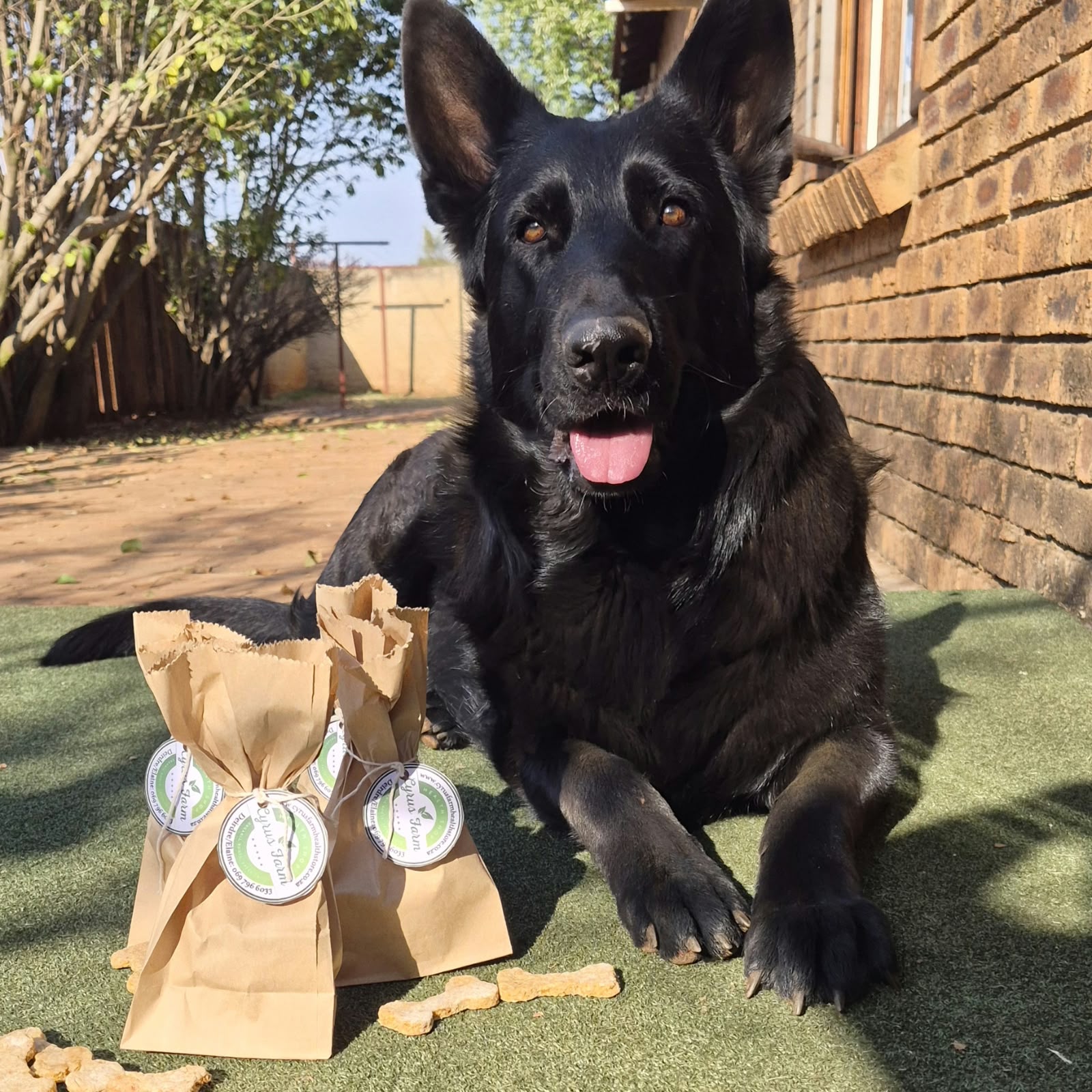 black-german-shepherd-dog-with-cyrus-farm-goodies-henley-on-klip-gauteng